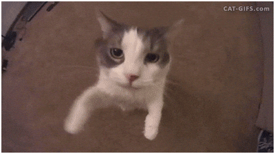 Giphy - In Love Cat GIF