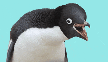 Penguin Reaction GIF by Muta Bor Studio