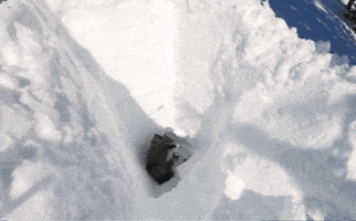 Snow GIF