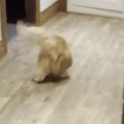 Bye GIF