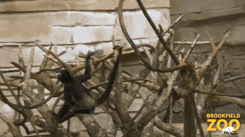 Spider Monkey Climbing GIF by Brookfield Zoo