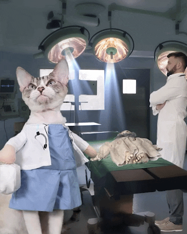 Doctor Funny Cat GIF