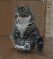 Bored Cat GIF