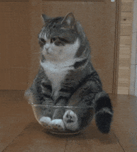 Cute Cat Gifs Get The Best Gif On Giphy