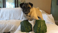 dog animals hands pug hulk GIF