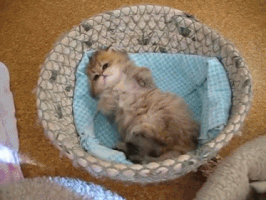 Video gif. Fluffy kitten is laying on its back in a basket. It stares up at us cutely and scrunches its paws towards its chest while rolling around gently.