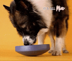 BOGGL GIF