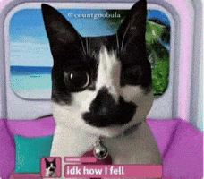 Love Island Cat Meme GIF