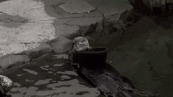 Marine Mammal Rescue GIF