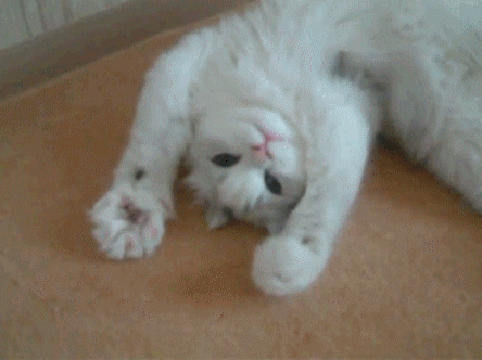 Its International Cat Day Post a funny cat GIF