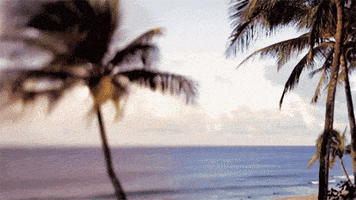 palm trees water GIF