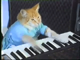 play piano GIF by Internet Cat Video Festival