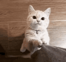 Cat Kitty GIF by Kraken Images - Find & Share on GIPHY