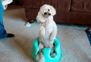 Confused Dog GIF