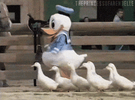 Duck GIFs - Get the best GIF on GIPHY