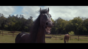 coxy lol laughing horse teeth GIF