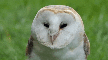 Isle Of Wight Owl GIF by IOWGarlicFestival