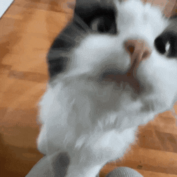 Angry Tuxedo Cat GIF