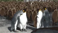 penguin slapping GIF