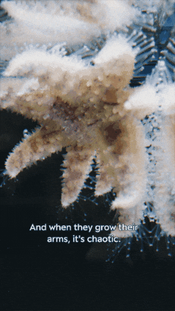 Sea Star GIF by Monterey Bay Aquarium