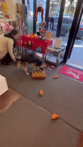 Dog Toys GIF by SchoolForTheDogs