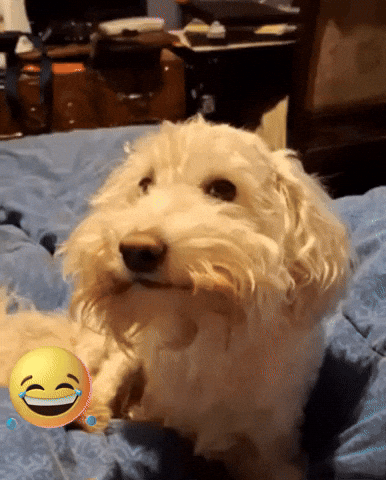Poodle GIF