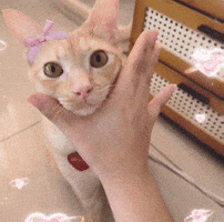 Aww Cute Cat GIF