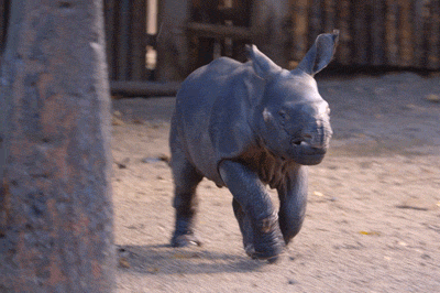 Rhinoceros's meme gif