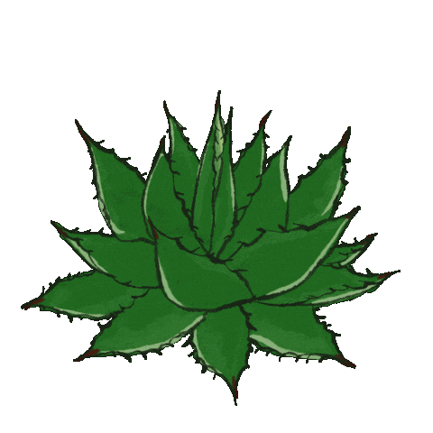 Plant Agave Sticker
