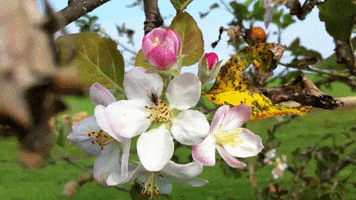 Nature GIF