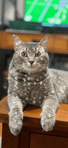 Lord Hobo The Cat GIF by Alex Anderson