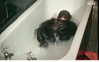 bath bathing GIF