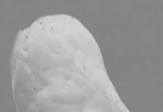 No Way What GIF