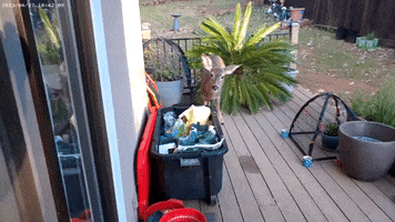 Hungry Deer GIF by Storyful