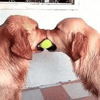 golden retriever argument GIF