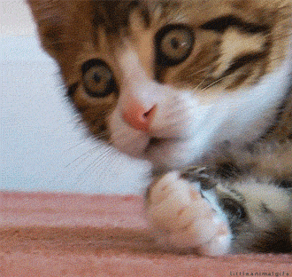 giphy.gif?cid=19f5b51ad50d7a8a43a5c727732ed4560593d406ef1adb64&rid=giphy.gif