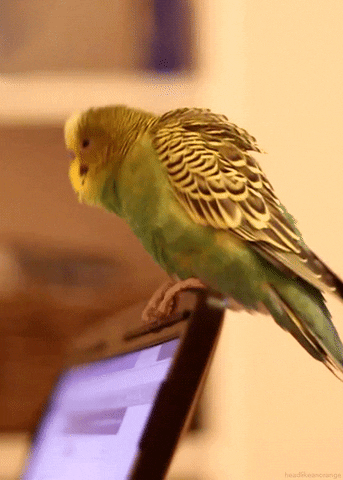 Bird working gif - find & share on giphy