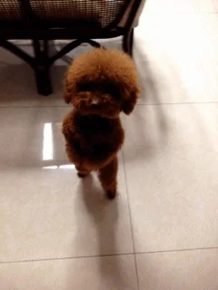 dog happy dance GIF