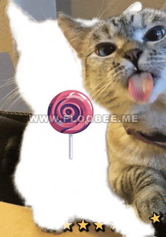 Cats GIF