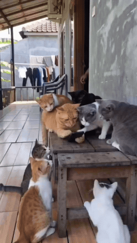 Cats GIF