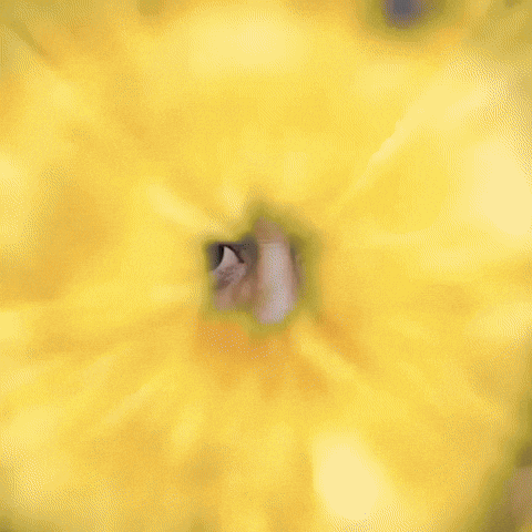 Jankeyframes GIF