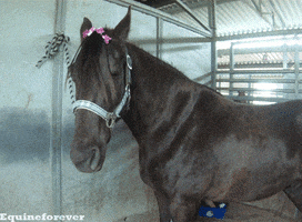 horse relaxing GIF