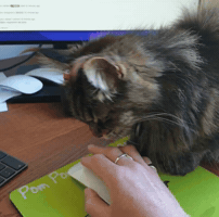 Cat GIF