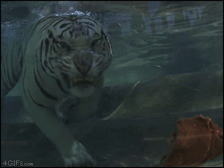 tiger meat GIF