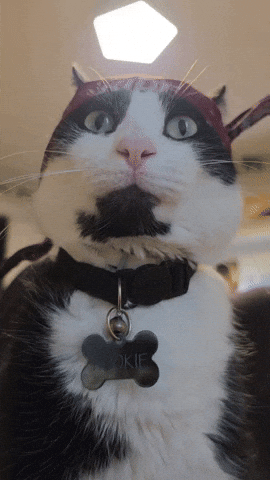 Stare GIF