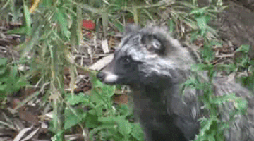 Raccoon GIFs - Find & Share on GIPHY