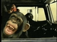 Laughing Monkey GIFs - Find & Share on GIPHY