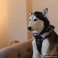 husky GIF