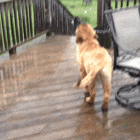 rainy day dog GIF