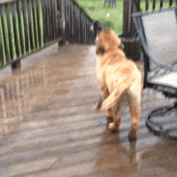 Rainy Day Dog GIF